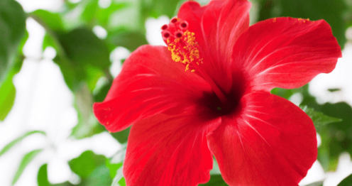 hibiscus natural solution for split ends and hair loss